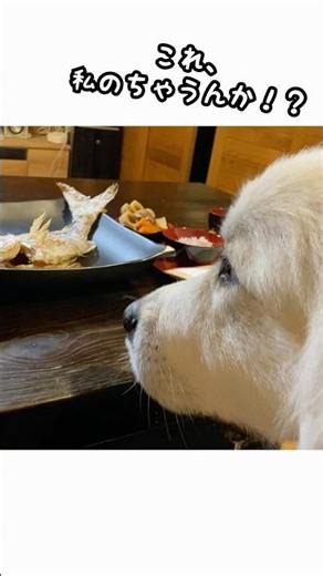 生後100日のお祝いの鯛を完全に狙ってる超大型犬