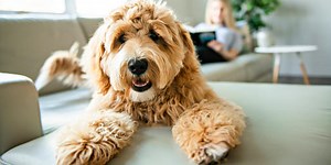 Can You Finish The Names Of These Designer Dogs?