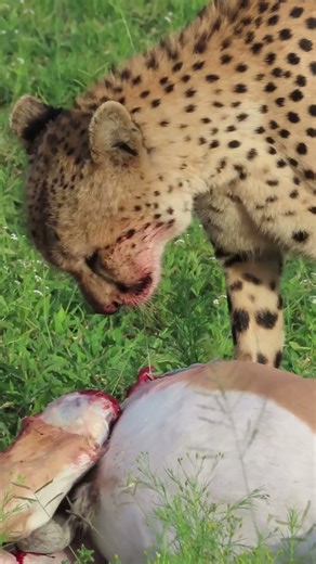 Cheetah Feasts After the Chase!