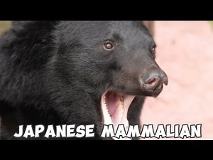 Mammals Native to Japan - Japanese Wildlife