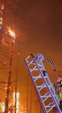 This brave lemur found the perfect escape route when a firefighter became an unexpected hero during a forest fire rescue! #WildlifeRescue #Heroes #AnimalRescue | Right Now
