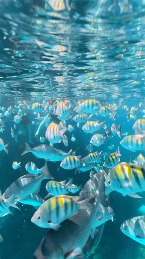 Float above the Mesoamerican Barrier Reef, the second-largest barrier reef in the world, and swim with bright reef fish, coral gardens, and hidden swim-throughs. 🪸🐚🐙 With our safe gear, friendly crew, and roomy catamaran, Jolly Roger gives you the best snorkeling day in Roatán. 🏴‍☠️⚓️ Ready to dive in? Book: www.jollyrogerroatan.com 🌊🤿🐠 . . . #JollyRogerRoatan #SnorkelRoatan #MesoamericanReef #Roatan #CatamaranTours | Jolly Roger Roatan