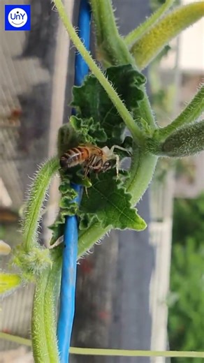 Spider Catches a Bee