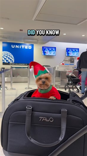 🌍 𝗪𝗼𝗿𝗹𝗱’𝘀 𝗠𝗼𝘀𝘁 𝗧𝗿𝗮𝘃𝗲𝗹𝗲𝗱 𝗗𝗼𝗴 ✨ on Instagram: "Have you ever seen an airport feel this magical? Here’s a little recap of our Fantasy Flight experience and the joy in the terminal was unreal. We were invited to join this special day and Emily came as a Therapy Dog to help spread comfort and smiles. It was such an honor to be part of something created for families who deserved a little extra holiday magic. Huge shout out to the incredible team at @united EWR, our home airport.