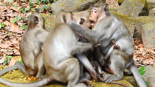 when Jonna to asks Jazzy for a milk and she hasn't enough for Jiva, and Jonna shouldn't drink it anymore, | Monkey Papa TV