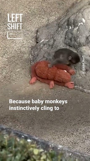 Rejected baby #monkey finds comfort in stuffed animal
