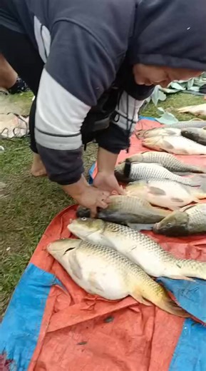 Galatama Pik 2: Info Pemancingan dan Ikan Mas Jebol