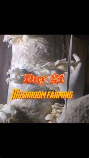 Pandian Farm on Instagram: "Day 21 of Mushroom farming 🍄 . . . . . .#vivasayam_kaapoom🏕️🏞️ #agrigraduates #mushrooms #agriculture #agriprenuer🇹🇿 #instagood #csk #fungi #thalapathivijay #likeback"