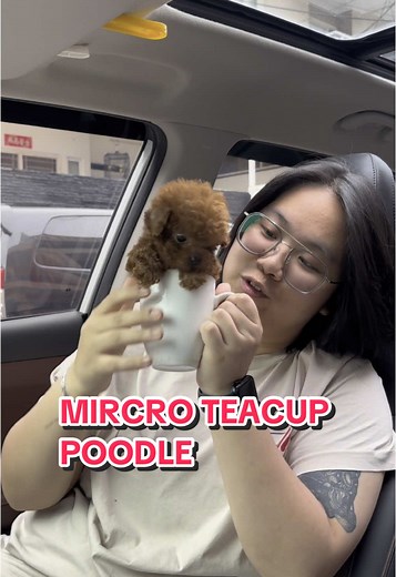Micro teacup poodle red #fyp