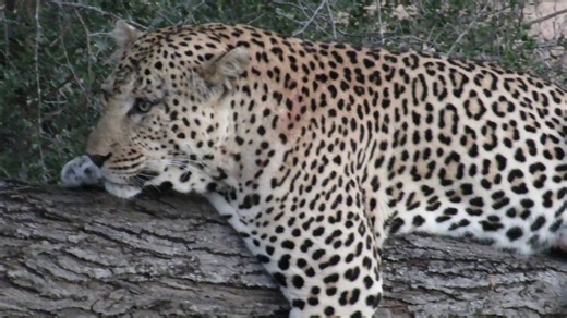 🌿 Wild at Heart: Celebrating South Africa’s Majestic Wildlife 🦁 South Africa’s wild heart beats in every sunrise over the savanna, in every ripple across a tranquil waterhole, and in the untamed spirit of its creatures. From the stealthy grace of a leopard weaving through golden grasslands to the thunderous presence of elephants on an ancient migration path, our land is alive with raw beauty and wonder. Every bird call, every rustling leaf, every footprint in the soil tells a story of survival