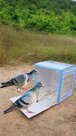 DIY Creative Bird Trap Using Cake Box /#reels /#shortvideo /#funny