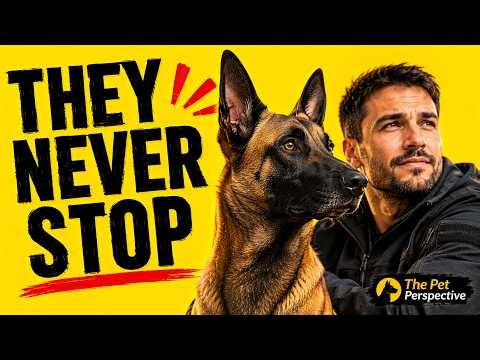 Every Belgian Malinois Owner Eventually Notices This