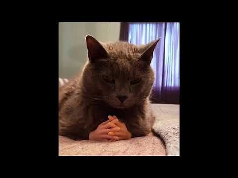 cursed cat images with minecraft cave sounds