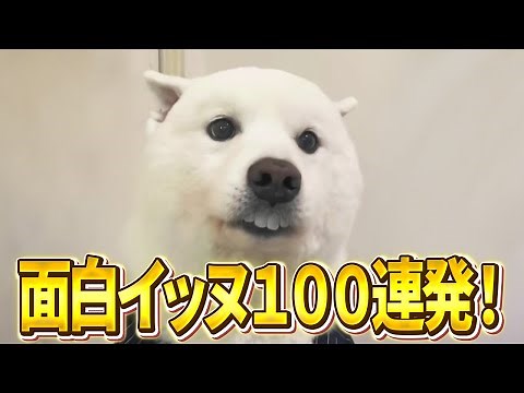 [100 Hilarious Dog Videos in a Row!!] A collection of funny dog ​​videos full of things to poke f...