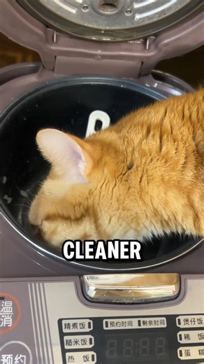 Cat Cleaning the Rice Cooker #cat