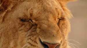 全女性主创 国家地理高分纪录片正在热播！ 艾美奖提名 《大自然的女王》高开疯走史无前例的全女性主创不负期待 带来野外新视角 一起来听她说“她”故事 国家地理