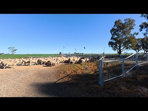 Planning on the go, designing the new lamb feedlot!