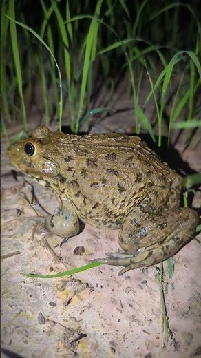 The first frog swells the belly to jump funny | Catching froggy jump for fun | Tep longheng funny