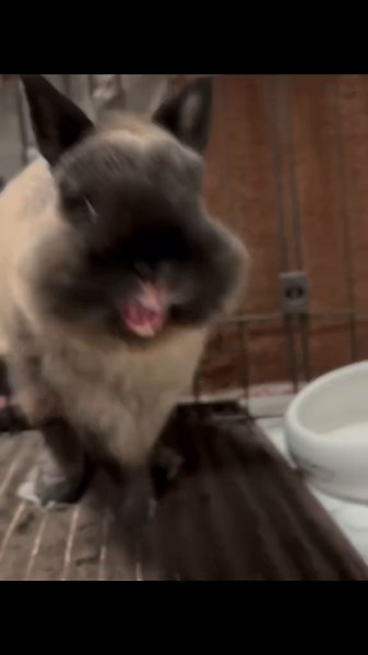 Hilarious Laughing Bunny Compilation | Funny Rabbit Videos