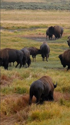 Bison Sounds (Herd Calling On The Field)
