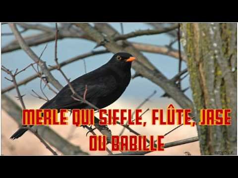 MERLE qui siffle, flûte, jase ou babille CHANT du MERLE cri whistling, babble of BLACKBIRD SINGING
