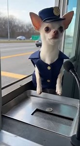 25K views · 1K reactions | Exact change preferred treats accepted  #TollDog #RoadJob #RawVideo | Chichi Charlie | Facebook