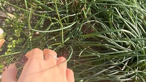 六六asmr户外助眠