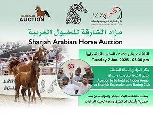 Sharjah arabian horse Auction 2025