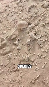 148K views · 6K reactions | Animal of the day: The Jerboa Jerboas are the members of the family Dipodidae. They are hopping desert rodents created throughout North Africa and Asia. They tend to live in hot deserts. When chased, jerboas can run at up to 24 km/h. Some species are preyed on by little owls in central Asia. (Wikipedia)  @wildlife.73 IG | Angry Trini | Facebook