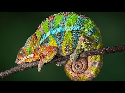 25 WEIRD Ways Animals Sleep