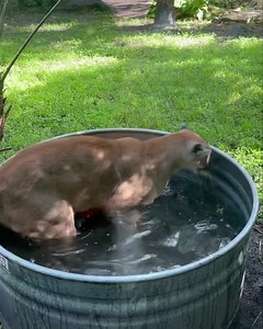 39K views · 1.4K reactions | No matter their size, cats will be cats! Buddy the panther loves his daily enrichment. Having toys and a pool to swim in allows him to exhibit normal big cat behavior, keep his mind stimulated, and reduce stress. Thank you to Alison @alisonsunguiyu for capturing and sharing this cute video. #WildlifeWednesday #Buddy #Panther | Flamingo Gardens | Facebook