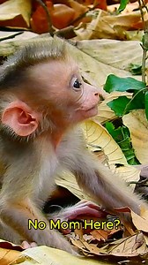 Monkey Time on Reels