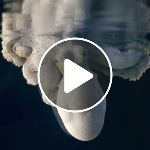 Consider this sleeping Octopus.She is changing colors in her sleep and likely is an indication she's dreaming. - NewsBreak