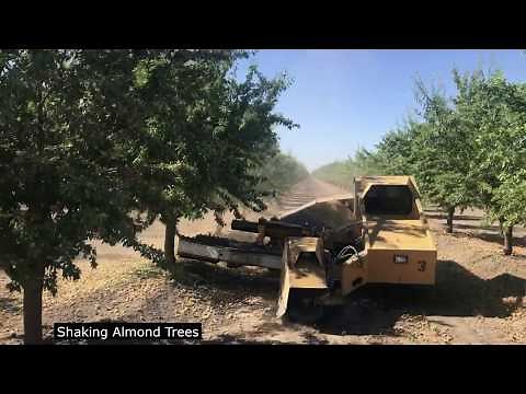 Almond Harvest Video