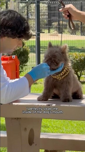 Cloning a 250,000$ Dog in a DNA Laboratory🥼🧬