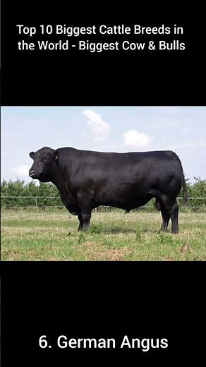 Top 10 Biggest Cattle Breeds in the World - Biggest Cow & Bulls