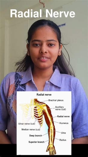 Rutuja solunke on Instagram: "Pathway of Radial Nerve 📍 Radial Nerve – Course & Functional Pathway 🔹 Origin: Radial nerve arises from the posterior cord of brachial plexus (C5–T1). 🔹 In the Axilla: Runs posterior to the axillary artery and exits via the triangular interval with the profunda brachii artery. 🔹 In the Arm: • Enters the posterior compartment • Travels in the radial (spiral) groove of humerus Supplies triceps brachii • Pierces lateral intermuscular septum to reach anterior compar