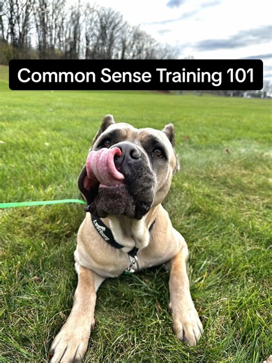 Effective Recall Training for Your Cane Corso