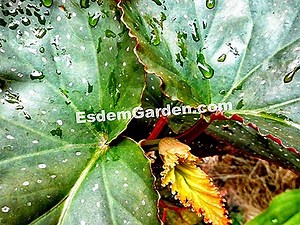 Mi Begonia Ha Perdido Todas Sus Hojas Y No Puede Crecer. ¿Qué Me Aconsejas Que Lo Salve? 🌿 Todo Sobre Jardinería Y Diseño De Jardines - 2025