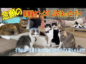 保護猫カフェ cat loaf (キャットローフ)へ遊びに行ってきました❣ ＃保護猫カフェ キャットローフ #CAT LOAF #香川県 #チャイガール