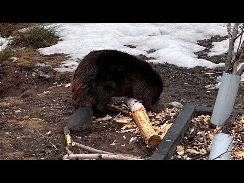 🐾🦫 Parc Omega｜Castor｜Animal emblématique du Canada 1️⃣