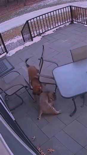 Epic Dog and Cat Battle | Savage Clash Ends in Standoff”Hashtags#DogVsCat#AnimalFight#FierceBattle