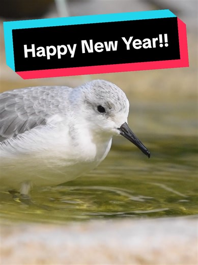 With a new year comes new and exciting adventures. Before that, why not take a moment to enjoy 50 seconds of a birb enjoying a refreshing dip in the water. NikonD7200 #newyear #happynewyear #birding #nikon #wildlife @Smithsonian
