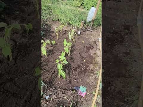 Planting out the dwarf French bean Tendergreene