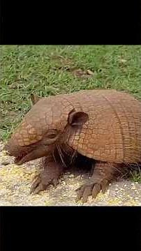 Three-Banded vs. Nine-Banded Armadillo 🦔⚔️