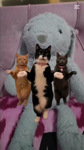 Ai Cats