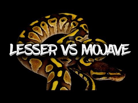 The 'Lesser' vs the 'Mojave' Ball Python (Which is Best?)