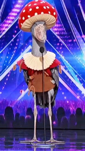 RyAn Lee on Instagram: "Shoebill Singing Fail On Talen Show"