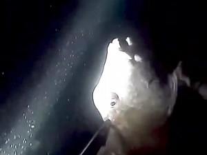 night spearfishing, cuttlefish hunting at night | Fishing Videos