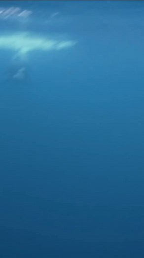 Sound on! Close encounters of the orca kind🖤🤍 Sound on! A close encounter of the orca kind🤍🖤 🎥 @underwaterstates ⛴️ @orcanorway.info #dolphins #orcas #killerwhales #underwaterphotgraphy #freedive #norway #arcticlight #expedition #connectwithnature | Champions for Cetaceans